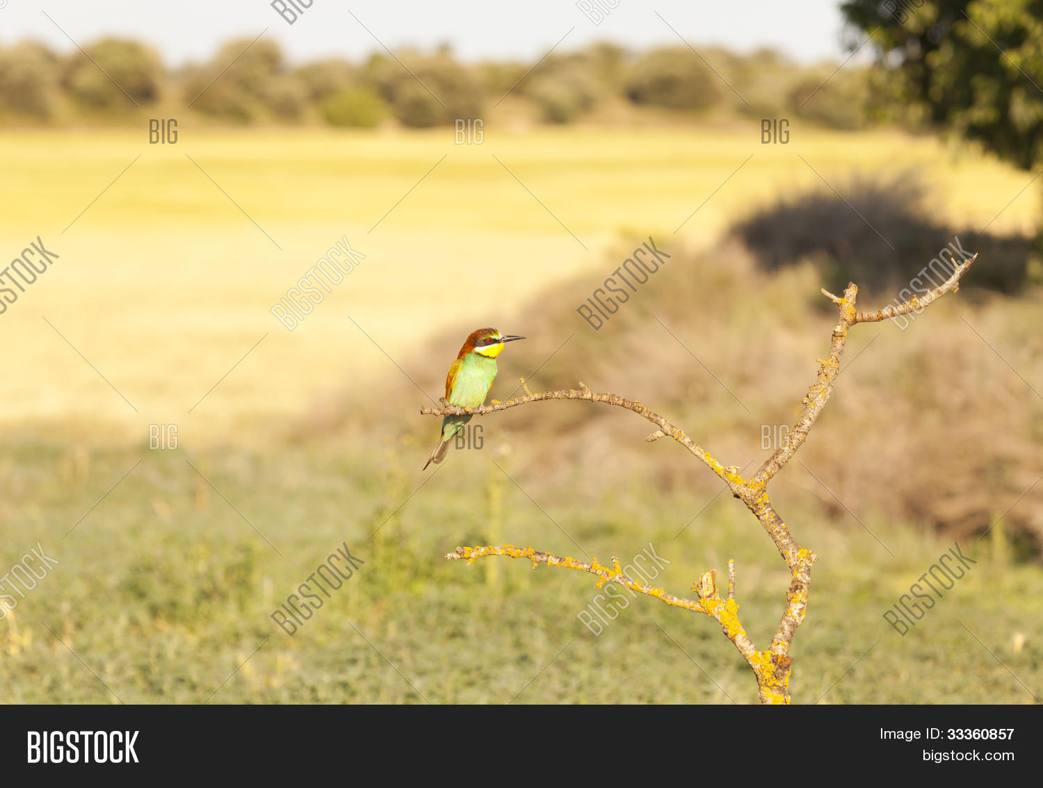 Image Preview