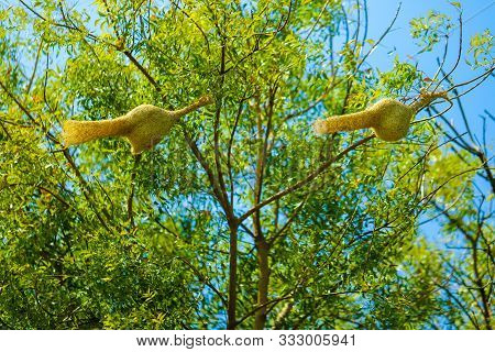Weaver Bird Nest On Tree Branch In Indian Farm