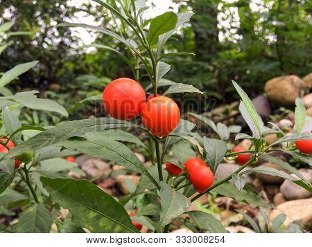 Close Up Of Solanum Pseudocapsicum Jerusalem Cherry At The End Of Summer. Solanum Pseudocapsicum Pla