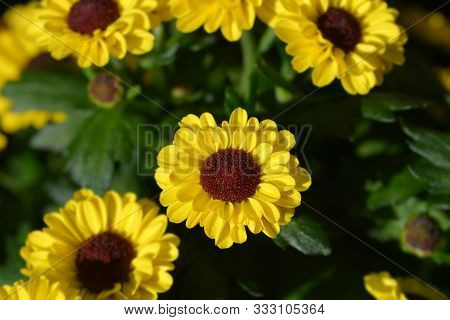 Yellow Chrysanthemum - Latin Name - Dendranthema Indicum (chrysanthemum Indicum)