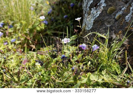 Flowers Of Geranium Arabicum In A Meadow In Ethiopia.