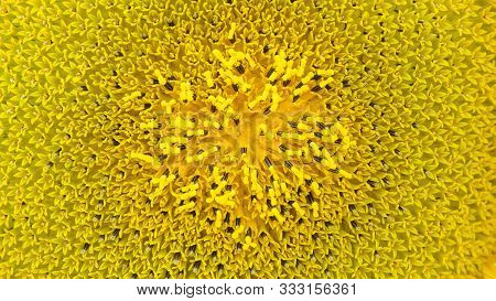 Sunflower Texture In The Early Stages Of Maturation, Close-up Macro Details, Sunny, Yellow Color.