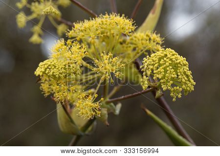 Flowers Of Giant Fennel, Ferula Communis