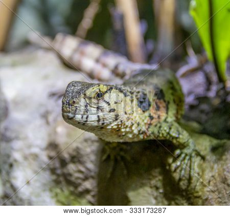 Portrait Of A Chinese Crocodile Lizard In Natural Ambiance