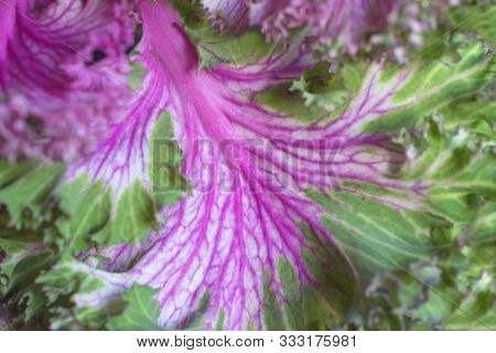 Leaf Of Decorative Cabbage Brassica Oleracea Acephala Or Kale