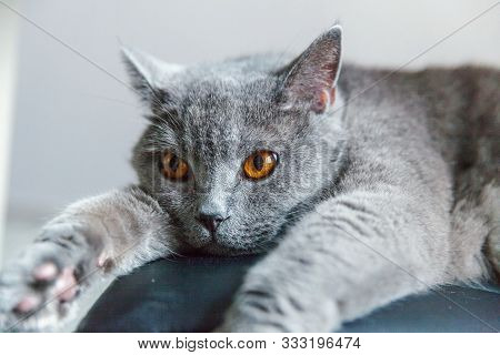 British Cat Lying On Black Modern Chair Indoor At Home. New Lovely Member Of Family Gray Kitten Rest