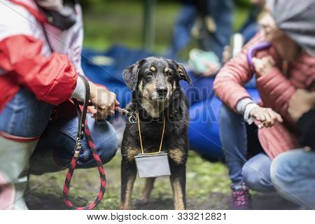 Cute Litle Black Dog From Shelter With Eyes Of Hope Between Girls Volunteers Helping To Find Her Own