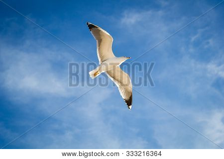 Soaring In The Blue Sky Bird Seagull. White Clouds In Sunny Day. Weather Background. Freedom Concept