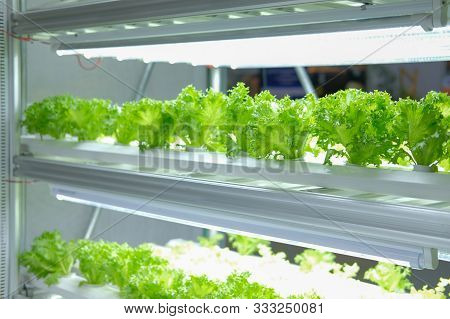 Plant Growing In Smart Indoor Farm With Artificial Led Light. Phyto Lamp For Seedling & Cultivation