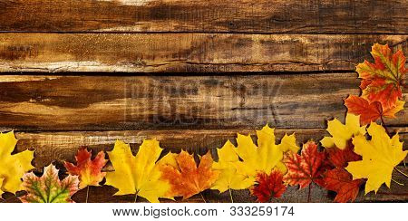 Autumn maple leaves on top view wooden boards. Horizontal long frame with corner color leafage on bottom