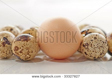 Quail eggs and chiken egg