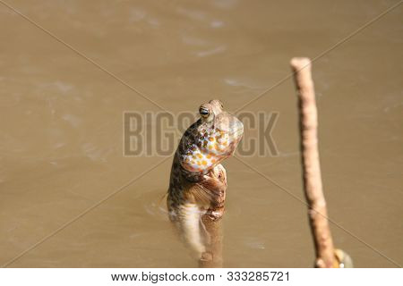Close Up Mudskipper Fish,amphibious Fish Standing On A Tree Branch At Mangrove Forest