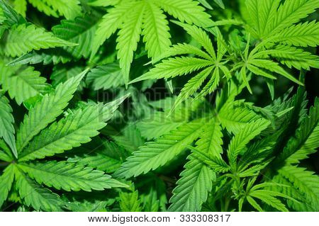 Sog Hemp Cultivation Technique. Growing Pot In Groutent. Vegetative Stage Of Marijuana Growth. Medic