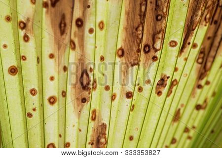 Fiji Fan Palm,leave Of Fiji Fan Palm Tree,fiji Fan Palm And Green Background,pritchardia Pacifica An