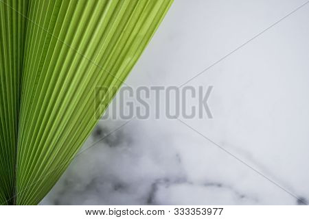 Fiji Fan Palm,leave Of Fiji Fan Palm Tree,fiji Fan Palm And Green Background,pritchardia Pacifica On