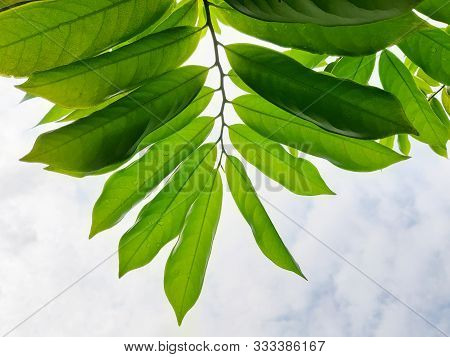 Closed Up Kantali Champa Leaves Which Semi-translucen When Capture It When Facing The Sky