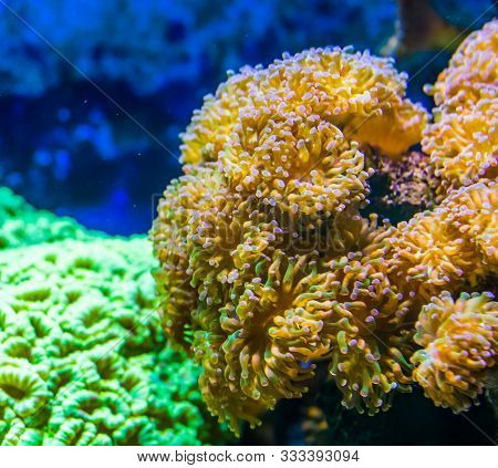 Large Carpet Of Euphyllia Sea Anemones, Stony Coral Specie, Popular Aquarium Pet In Aquaculture, Mar