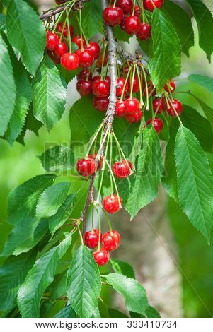 Cherries Hanging On A Cherry Tree Branch.