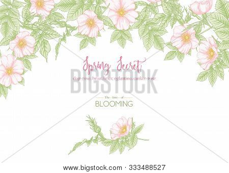 Dog-rose, Briar, Brier, Eglantine, Canker-rose. Template For Wedding Invitation, Greeting Card, Bann