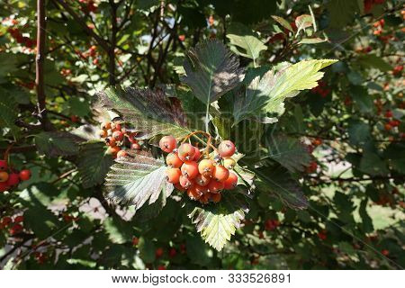 Corymb Of Orange Berries Of Sorbus Aria In September