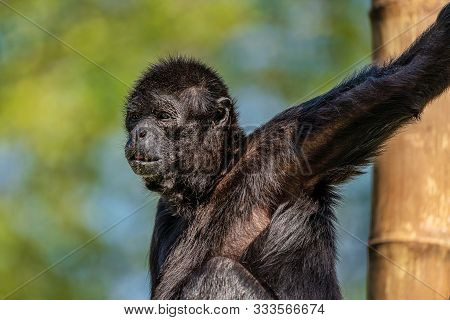 The Black-headed Spider Monkey, Ateles Fusciceps Is A Species Of Spider Monkey