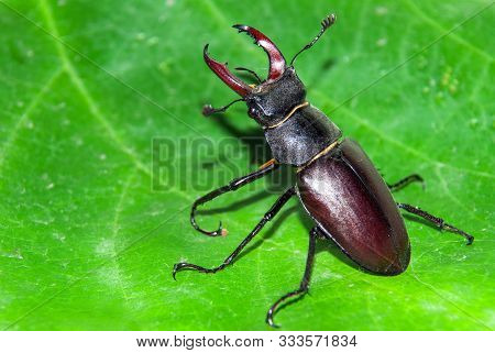 Stag Beetle Lucanus Cervus. Macro Nature Background