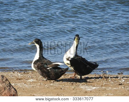 Duclair Ducks Waddling Along The Shores Of Lake Isabella,  Sierra Nevada Mountains, California.