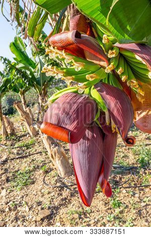 Real Banana Tree Flower Closeup With Multiple Bannana Hanging Out On The Palm Branch. Organic Farmin