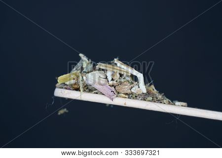 The fragrant harz is usually offered in its resin form and can be smoked excellent.