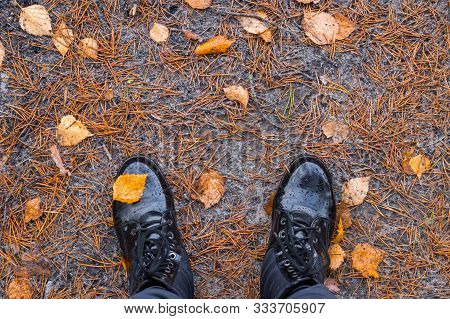 A Girl Stands On The Ground, Strewn With Pine Spikes And Autumn Yellow Leaves, A Leaf Of Birch Is St