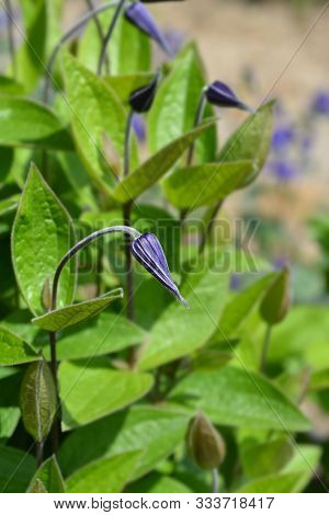 Clematis Hendersonii Flower Bud - Latin Name - Clematis Integrifolia Hendersonii