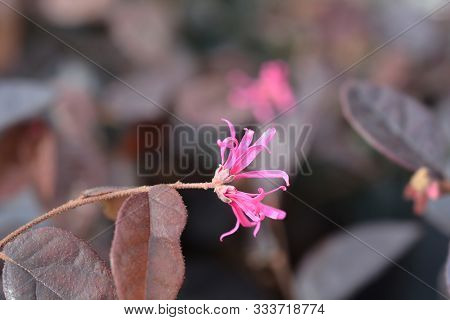 Pink Chinese Fringe Flower Fire Dance - Latin Name - Loropetalum Chinense Fire Dance