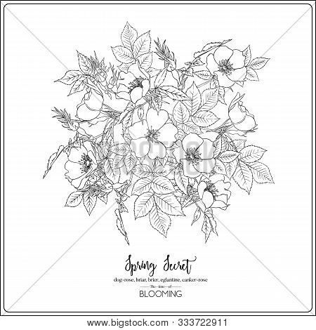 Dog-rose, Briar, Brier, Eglantine, Canker-rose. Template For Wedding Invitation, Greeting Card, Bann