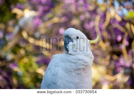 Close Up Of Sulphur-crested Cockatoo With Purple Blooming Jacaranda Tree On Background. Urban Wildli