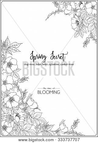 Dog-rose, Briar, Brier, Eglantine, Canker-rose. Template For Wedding Invitation, Greeting Card, Bann