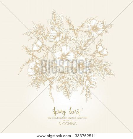 Dog-rose, Briar, Brier, Eglantine, Canker-rose. Template For Wedding Invitation, Greeting Card, Bann