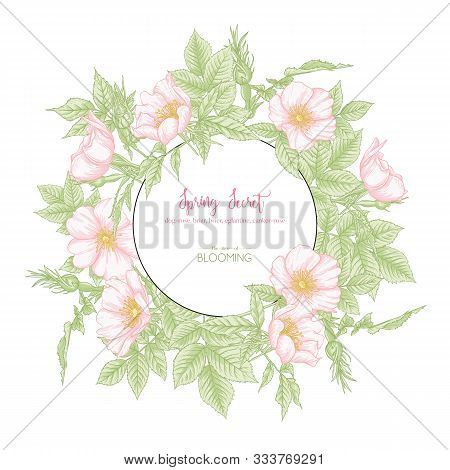 Dog-rose, Briar, Brier, Eglantine, Canker-rose. Template For Wedding Invitation, Greeting Card, Bann