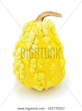 Tall Ornamental Warted Gourd With Yellow Skin And Unusual Lumpy Shape, On A White Background