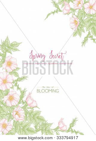 Dog-rose, Briar, Brier, Eglantine, Canker-rose. Template For Wedding Invitation, Greeting Card, Bann