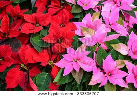 The Bright Red And Pink Flowers Of Poinsettia, Otherwise Called The Christmas Star, With Dark Green 
