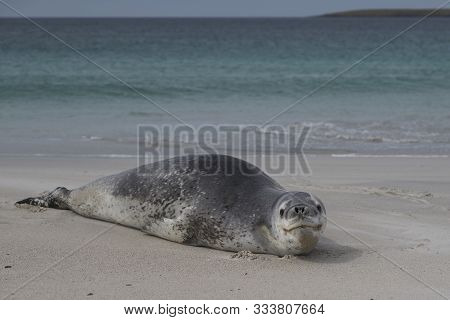 Leopard Seal (hydrurga Leptonyx) Resting On A Sandy Beach Bleaker Island In The Falkland Islands.