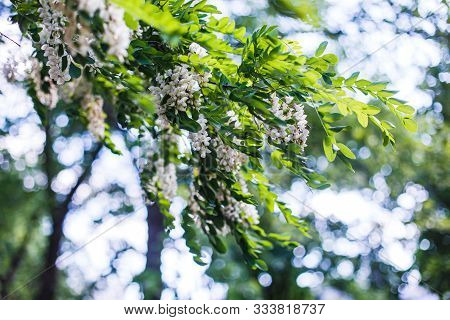 Honey Bee Collects Nectar From White Flowers Tree Acacia, Robinia Pseudoacacia, Black Locust, False