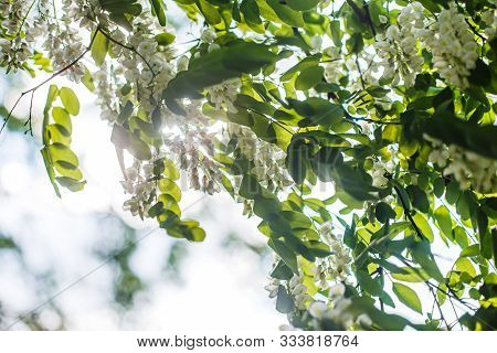 Honey Bee Collects Nectar From White Flowers Tree Acacia, Robinia Pseudoacacia, Black Locust, False