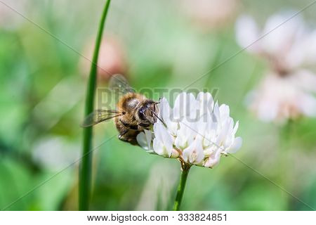 Bumblebee On White Blooming Clover With Green Background