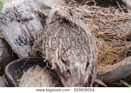 Selective Focus Of Close Up Spathe Texture Background