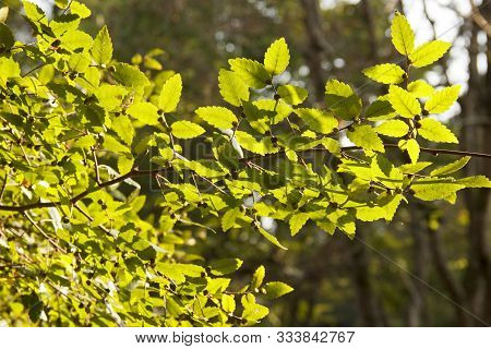 Zelkova Carpinifolia, Beautiful Green Foliage In Sunlight