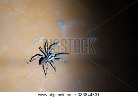 A Large Creepy Spider Sits On The Floor Of The House, Near A Dark Corner With A Copy Space