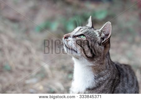 Hungry Gray Striped Stray Cat Sitting On The Street And Asks For Food