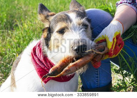 Healthy Dog With A Carrot, The Dog Eats Fresh Carrots Outdoors, Harvesting. Jack Russell With Vegeta