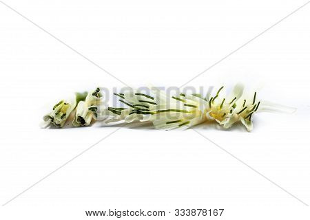 Close Up Of Fresh-cut Narcissus Or Nargis Flowers Isolated On White. Also Known As Poets Daffodil.